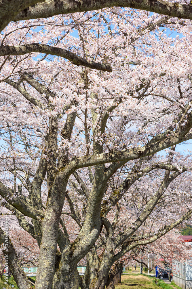 桜 宮城の小さな温泉 川渡温泉にて
桜 宮城の小さな温泉 川渡温泉にて