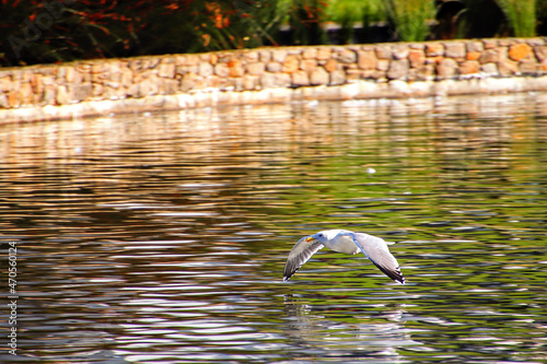 Birds in flight on water