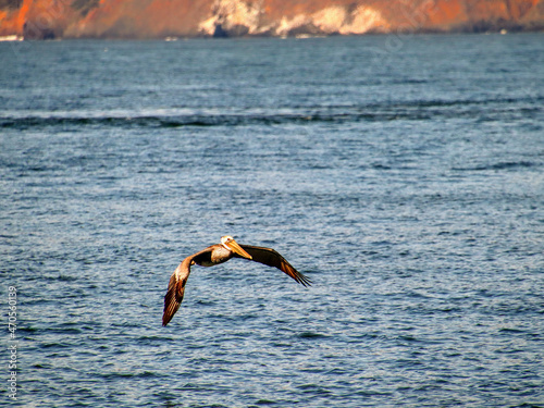 Birds in flight on water