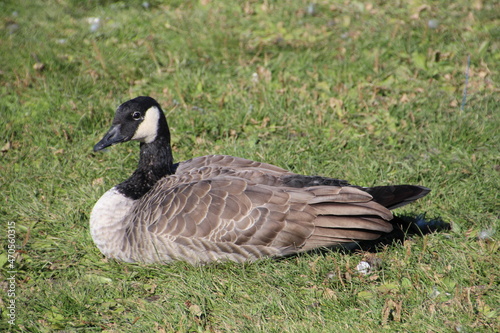 goose on the grass, William Hawrelak Park, Edmonton, Alberta