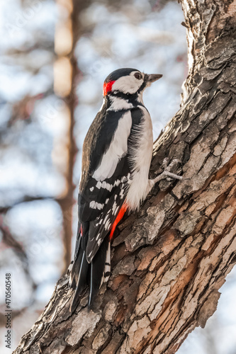 woodpecker on a tree © Nikolaj