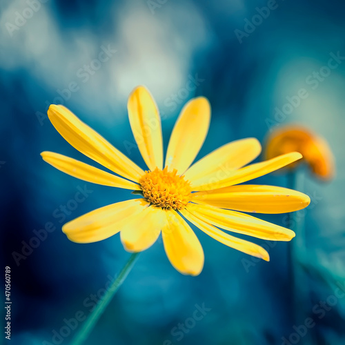 Arnica Montana yellow flower photo