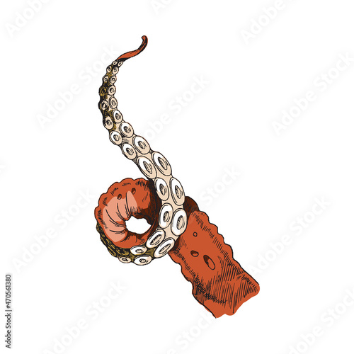 Red squid or octopus tentacle vector sketch, isolated on white background. Element for seafood package design.
