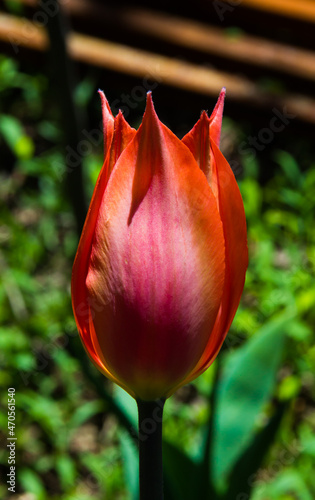 One bright orange tulip flower, Tulipa ballerina, lily-flowered tulip, blooming in springtime. Spring macro photography of a pretty orange flower. photo