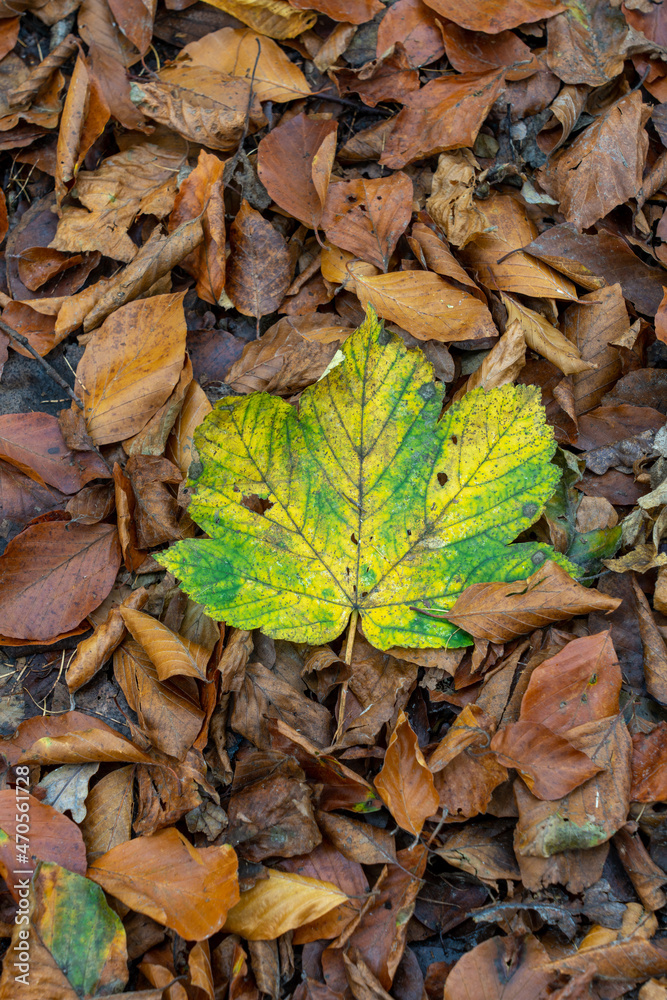 an autumn leaf an autumn leaf
