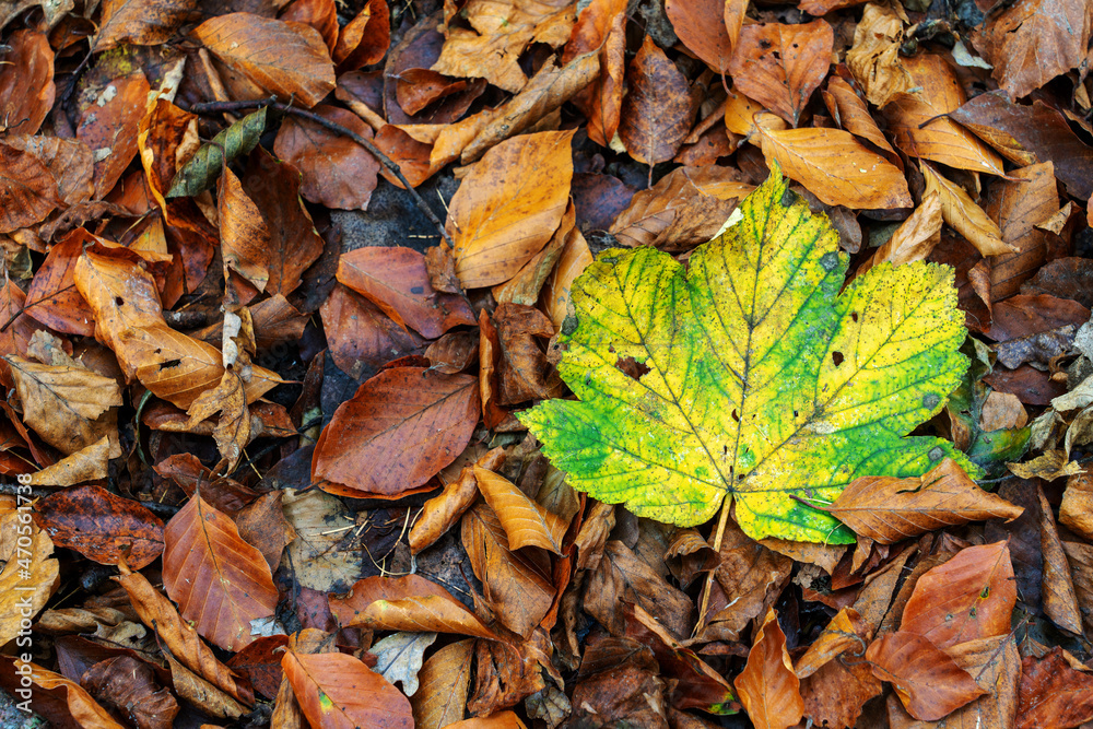 an autumn leaf