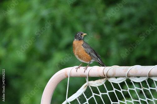 Robin on a net