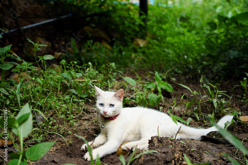 white cat in the garden © Wanfarook
