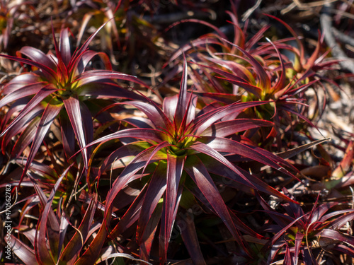 New Zeland Alpine Dracophyllum shrub	 photo