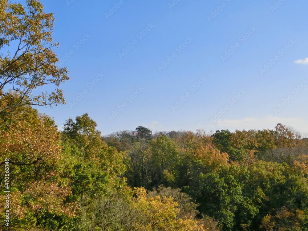 秋の黄葉した樹木がある雑木林と青い空