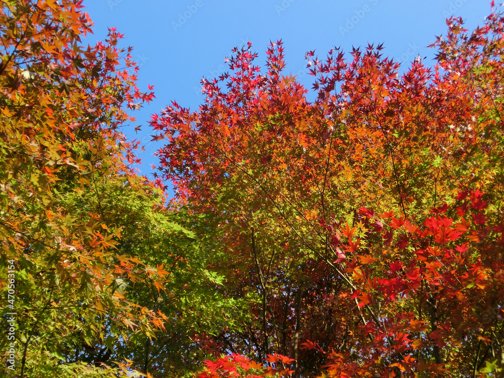 美しいモミジの紅葉と青い空