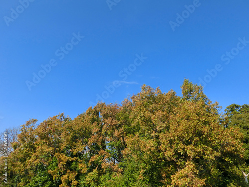 秋の黄葉した樹木がある雑木林と青い空
