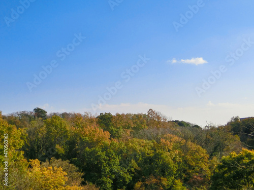 Fototapeta Naklejka Na Ścianę i Meble -  秋の黄葉した樹木がある雑木林と青い空