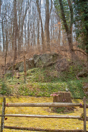 Garden with trees