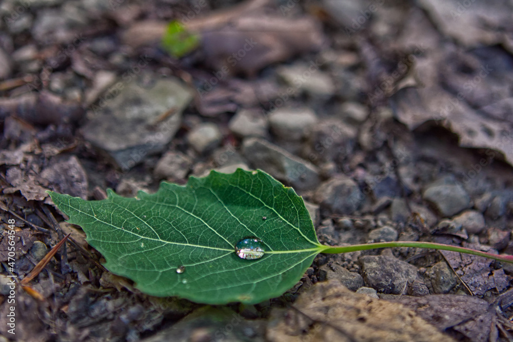 Raindrop on Leaf Raindrop on Leaf