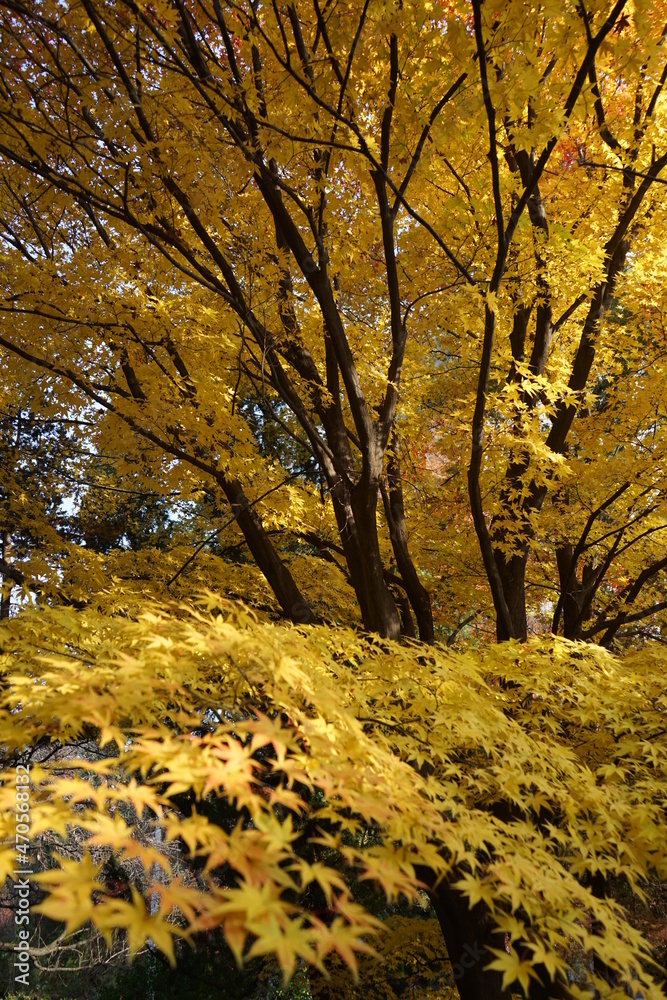 autumn leaves autumn leaves