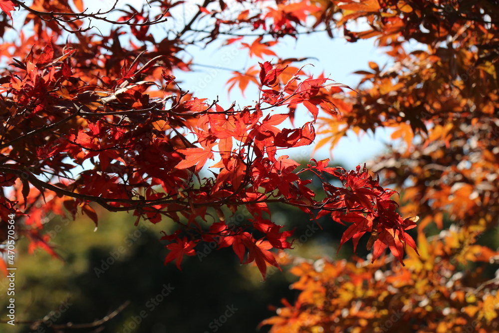 Japanese Maple with burning red autumn leaves
