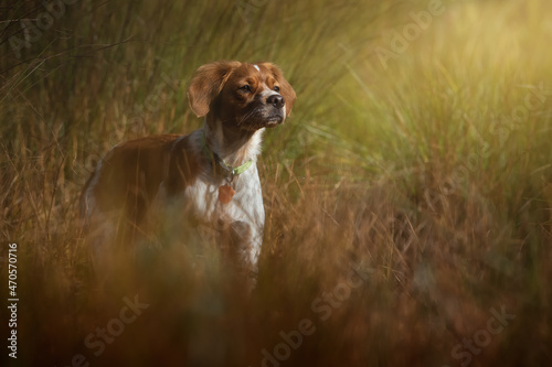Konstfotografi Portrait of a female Brittany spaniel