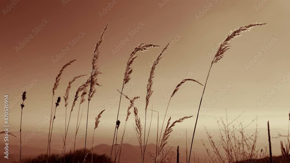 Yellow grass wind slow motion abstract silhouette Yellow grass wind slow motion abstract silhouette