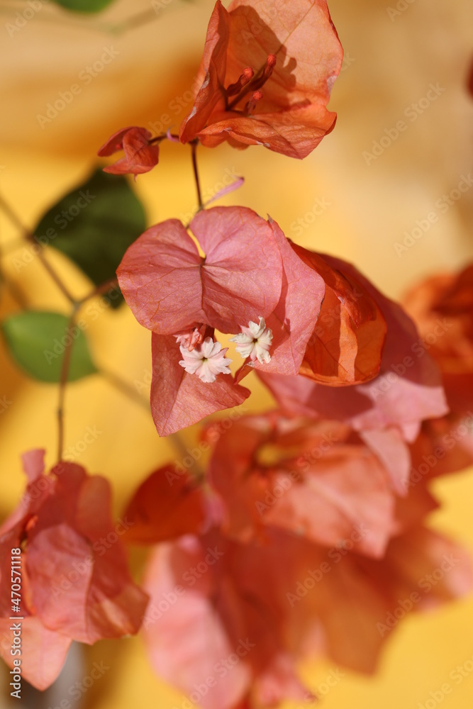 Tropical plant Bougainvillea flowers blooming. 満開に咲き誇る淡い桃色のブーゲンビリアの花たち。