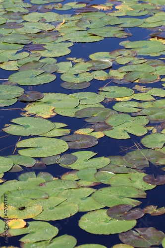 Lot of Water lily leaf floating on the pond