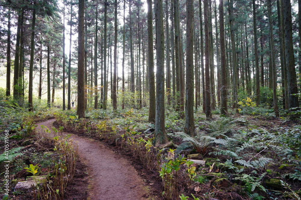 a dense cedar forest with a path a dense cedar forest with a path