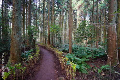 a dense cedar forest with a path