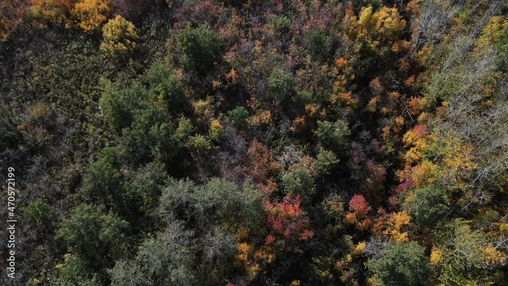 Top-down aerial view of colourful autumn leaves of boreal forest along lake shore. Buffalo Lake in remote location captured in ultra high definition. Revealing cinematic shot of Canada's prairies. Top-down aerial view of colourful autumn leaves of boreal forest along lake shore. Buffalo Lake in remote location captured in ultra high definition. Revealing cinematic shot of Canada's prairies.