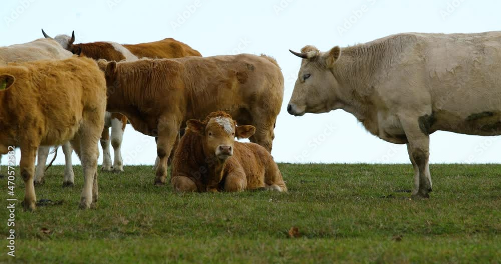 A herd of cows grazing on a hill during a sunny autumn day. A herd of cows grazing on a hill during a sunny autumn day.