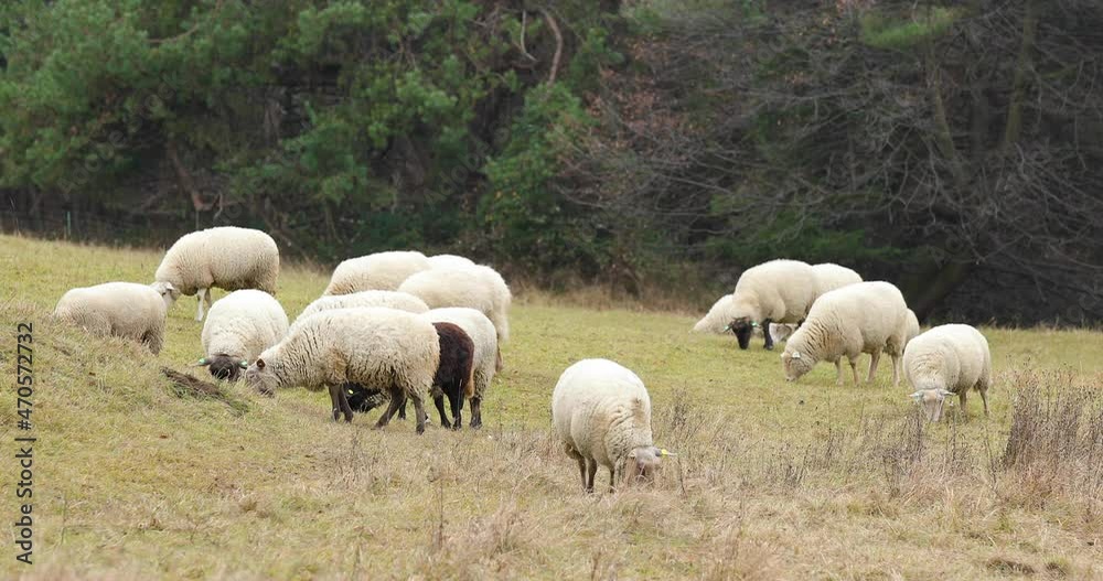 A herd of sheep grazing on a hill during an autumn afternoon. A herd of sheep grazing on a hill during an autumn afternoon.