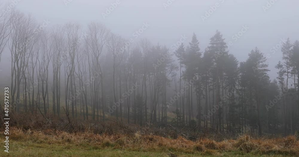 Fog in the middle of the forest with a view of the tree trunk and fine snow in the background. Fog in the middle of the forest with a view of the tree trunk and fine snow in the background.