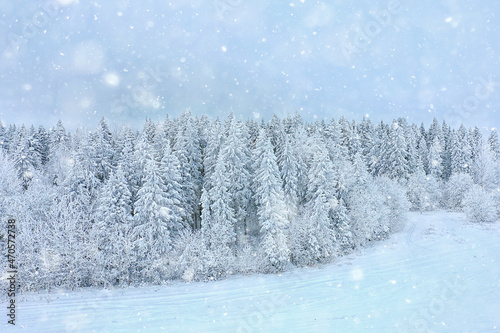 trees forest frost top view background, abstract drone view nature seasonal winter spruce