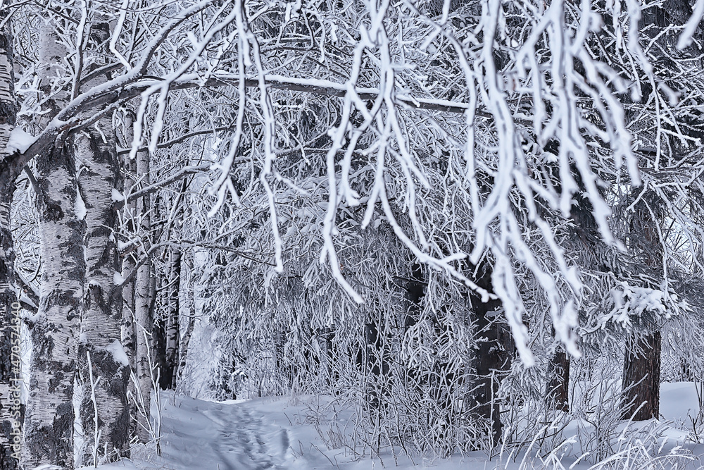 branches covered with frost background abstract winter december view branches covered with frost background abstract winter december view