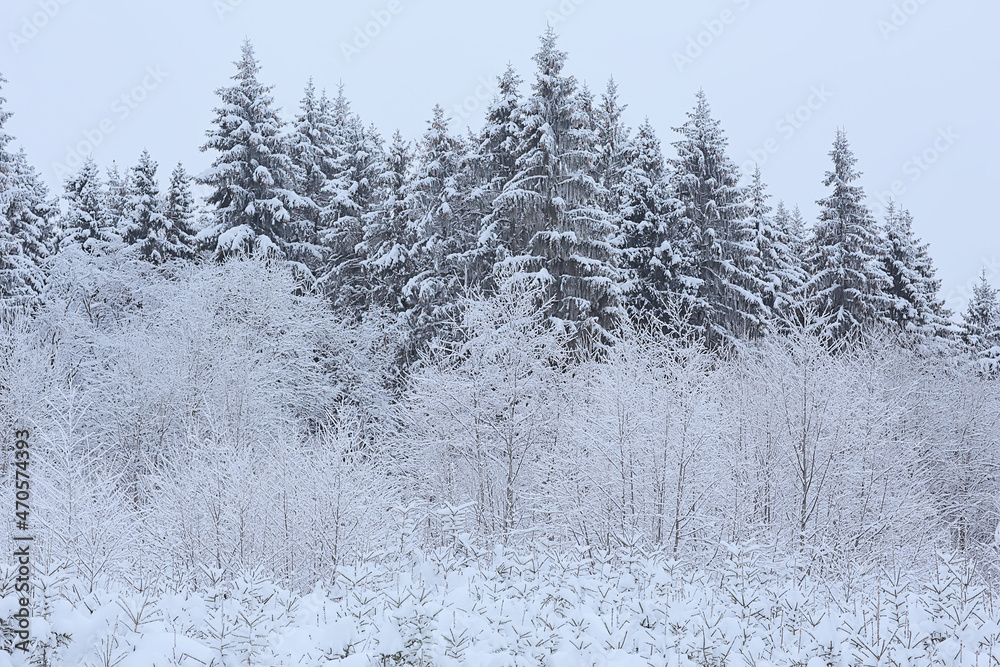 coniferous forest covered with hoarfrost background, winter landscape snow trees coniferous forest covered with hoarfrost background, winter landscape snow trees