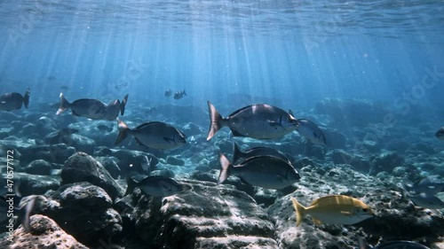 Brassy Chub (Kyphosus Vagiensis) Swimming In The Sea With Ray Of Sunlight. Marine Life. underwater shot photo