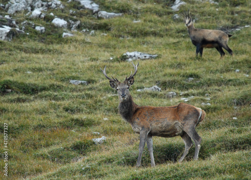 red deer in the mountains