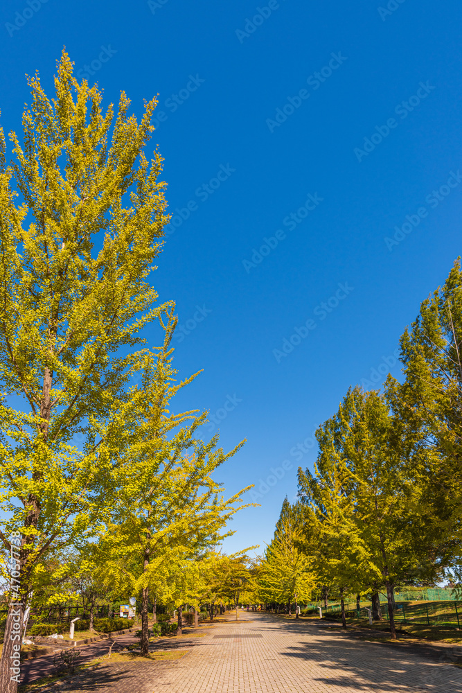 Fototapeta premium Amazing autumn yellow leaves in Japan. There are many rows of ginkgo trees through Japan. Its things Japanese.