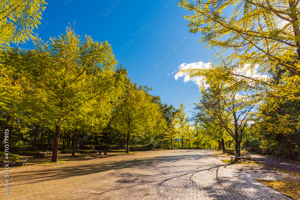 Obraz premium Amazing autumn yellow leaves in Japan. There are many rows of ginkgo trees through Japan. Its things Japanese.