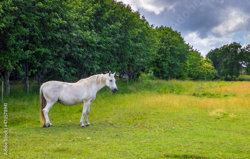 horse in the field