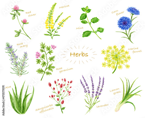 水彩イラスト　ハーブセット