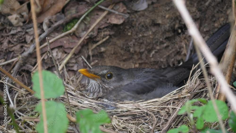 Blackbird in the nest during the breeding season. Blackbird in the nest during the breeding season.