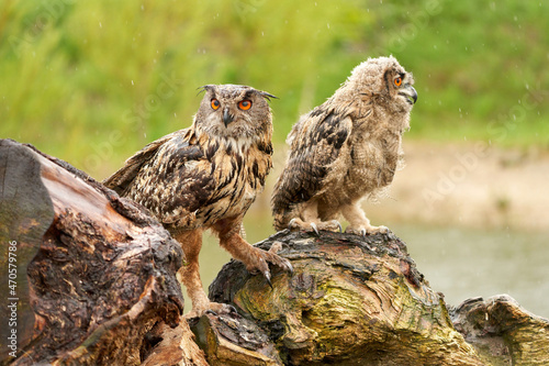 Two wild Eurasian eagle owls are sitting outside on a tree trunk in the rain. Red eyes, young bird with its mother. Lake in background