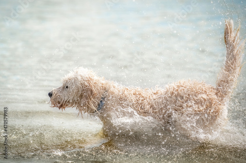 White Labradoodle dog runs in a lake. Lots of water splashes flying around. Playing and swimming, animal themes
