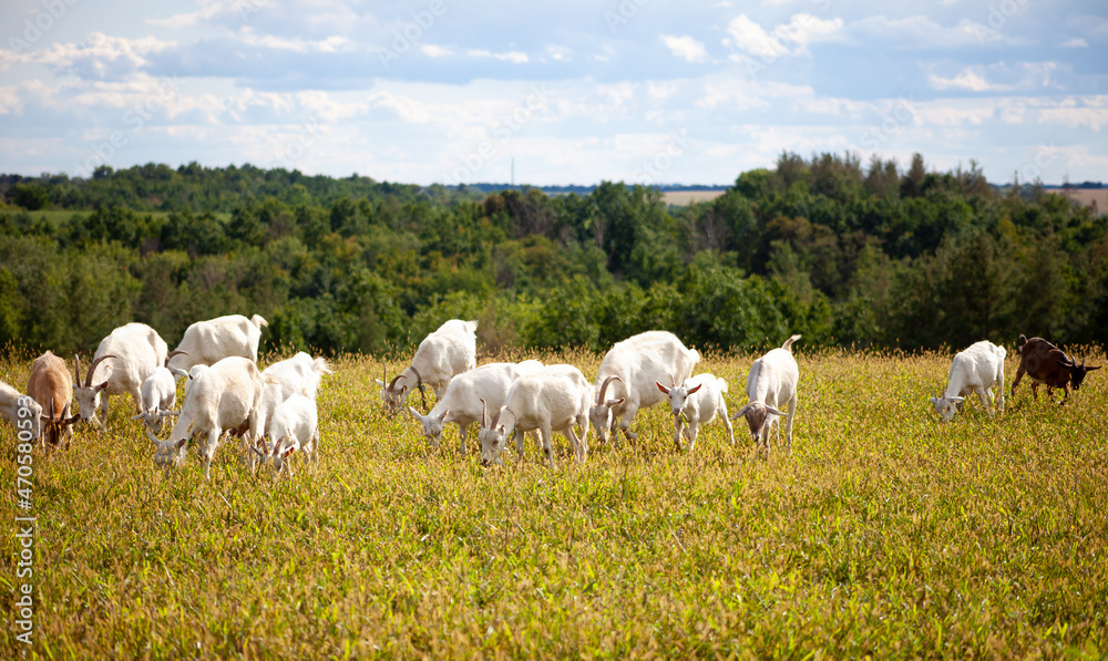 A herd of goats grazes in the meadow. Farming. Self-walking goat. Farm pasture. Summer day. Goats eat grass. A herd of goats grazes in the meadow. Farming. Self-walking goat. Farm pasture. Summer day. Goats eat grass.
