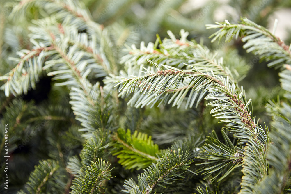 Background of Christmas tree green branches