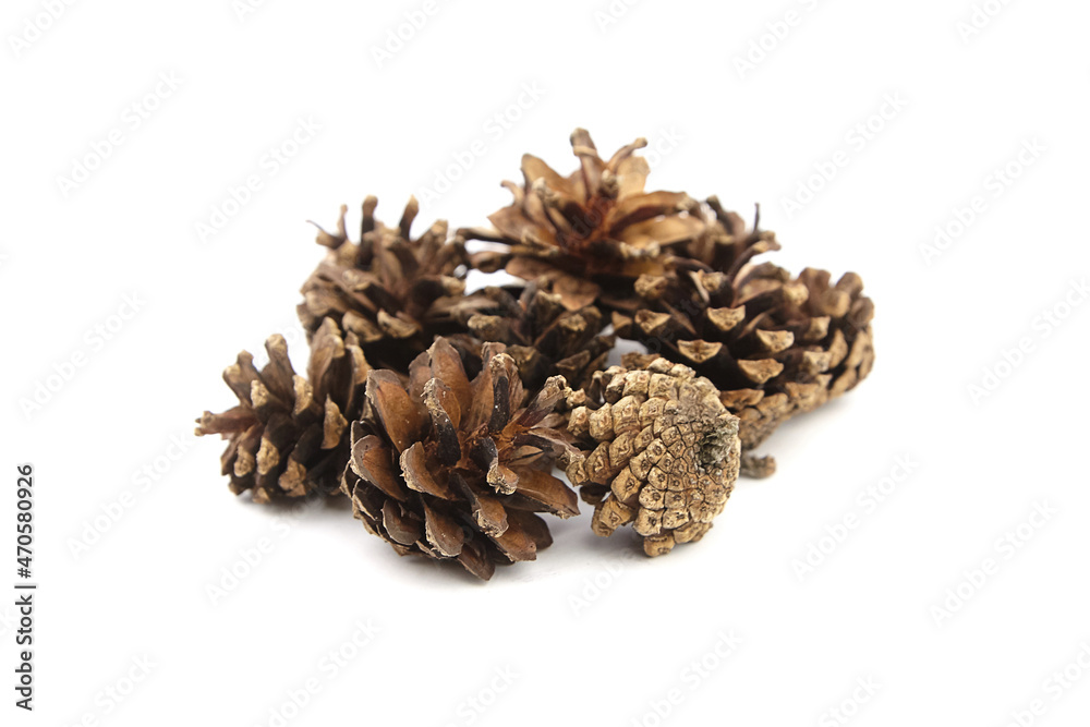 Group of pine cones isolated on white background Group of pine cones isolated on white background
