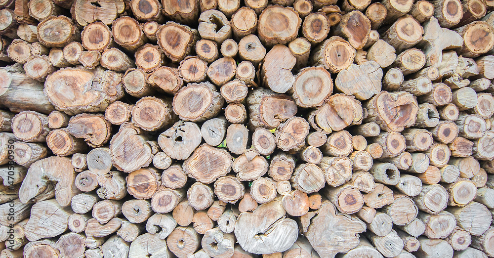 cross section of the many trees that stack together. cross section of the many trees that stack together.