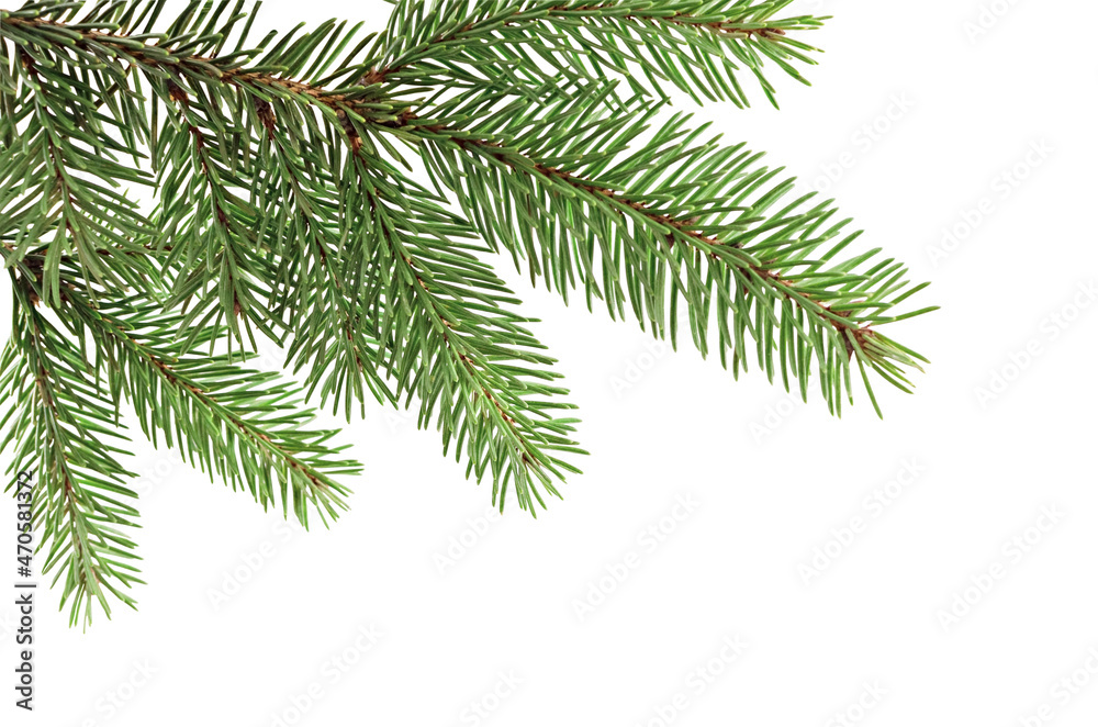 Spruce branch. Spruce branch.