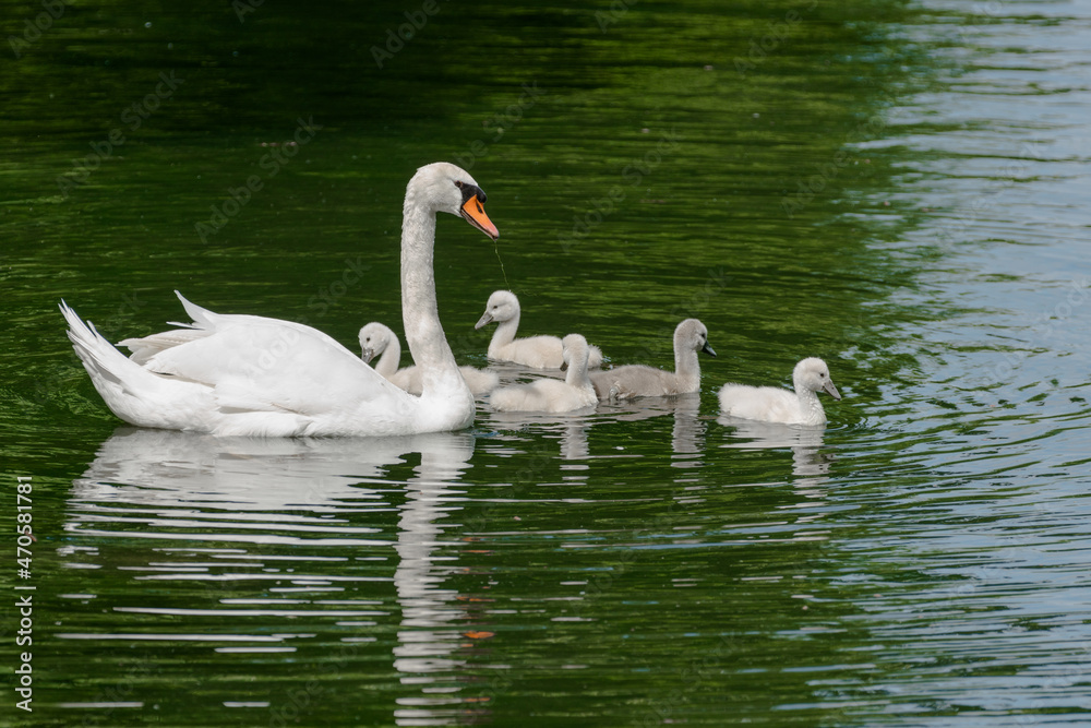 swans on the lake