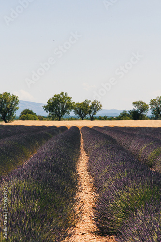 lavendel